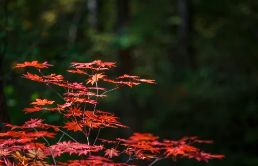 轩逸白茶 轩逸奢享版白色