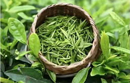 轩逸白茶 轩逸奢享版白色