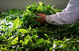 海安吉白茶(安吉白茶评价来啦 安吉白茶茶叶简介